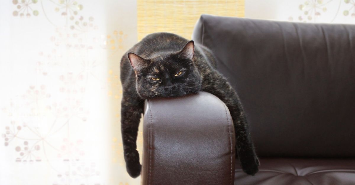 Cat sitting bored on a Sofa