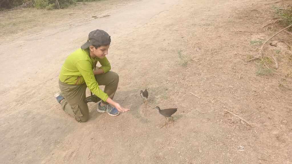 Greedy Birds - Bharatpur Birding