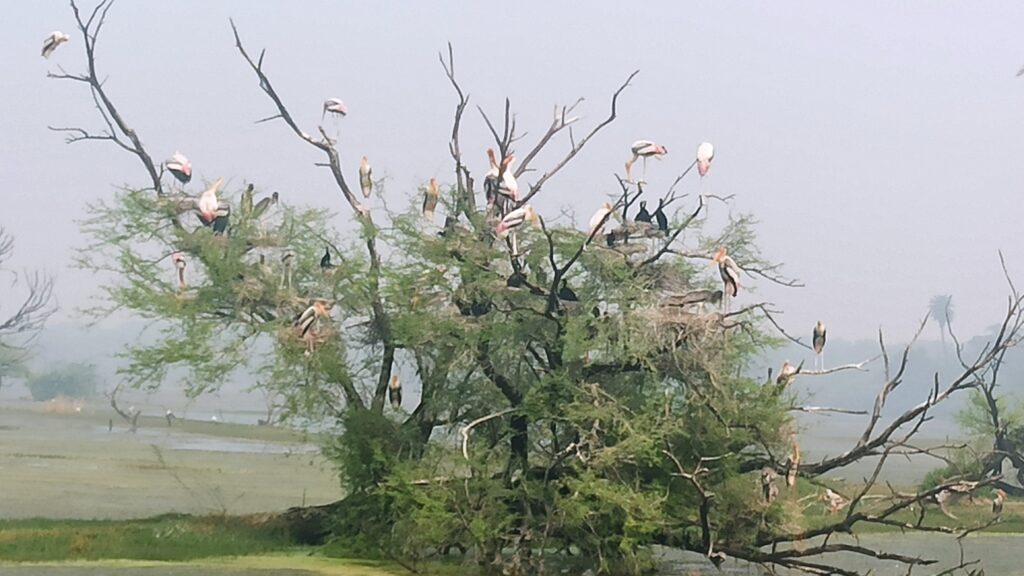 Painted Storks at Bharatpur Birding 