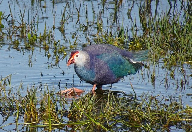 Bharatpur Birding - Purple Swamphen