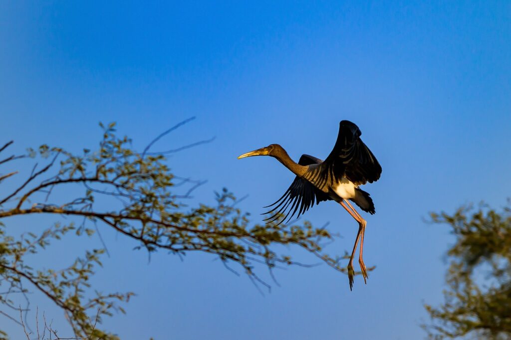 Bharatpur Bird Sanctuary