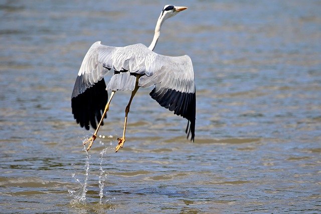 Heron - Bharatpur Birding 