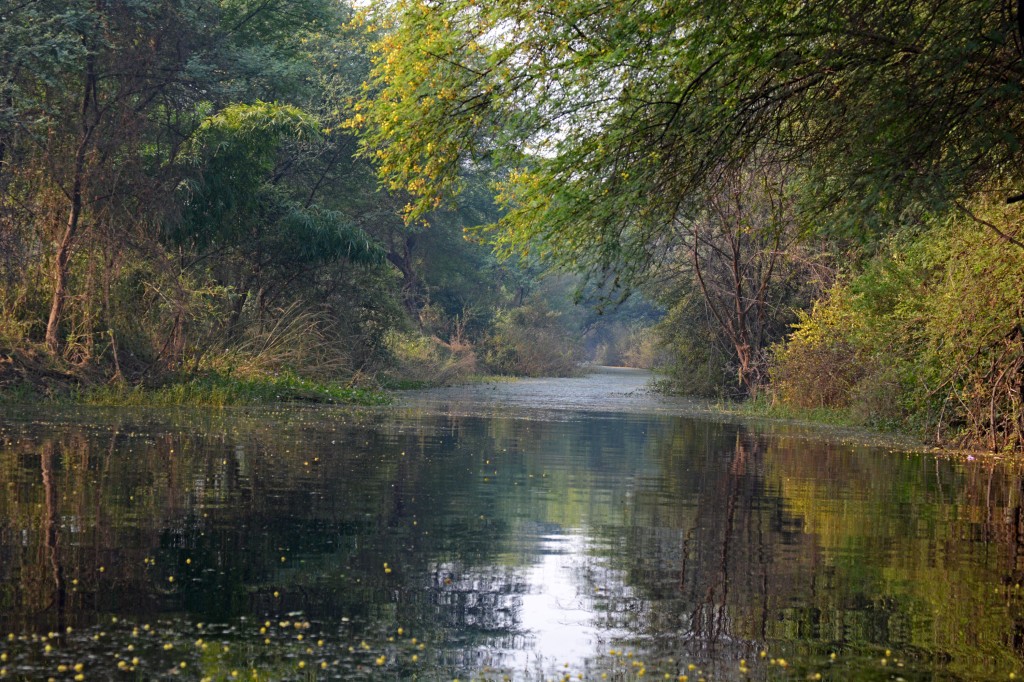 Bharatpur birding