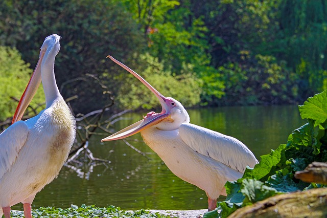 Pelicans